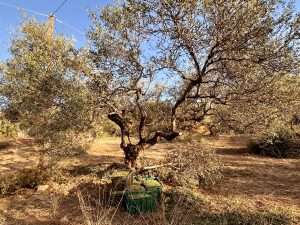 Read more about the article Crete in 6 Words:  Warmth, Hospitality, Self-Sufficiency, Freedom,  Vitality, Raki