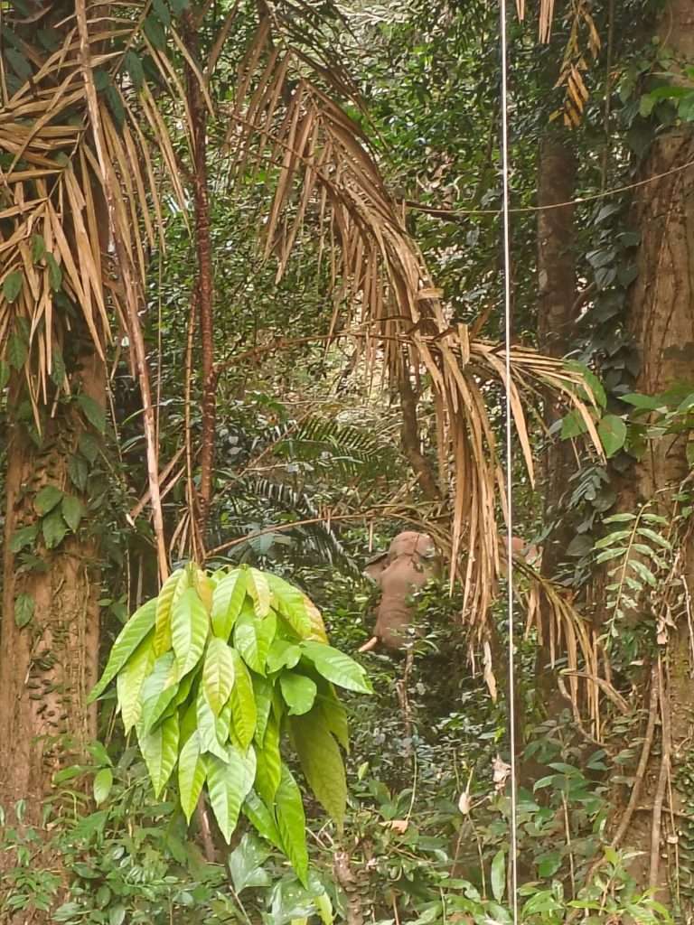 Elephant behind the Hotel Control Fence - Neriamangalum Kerala