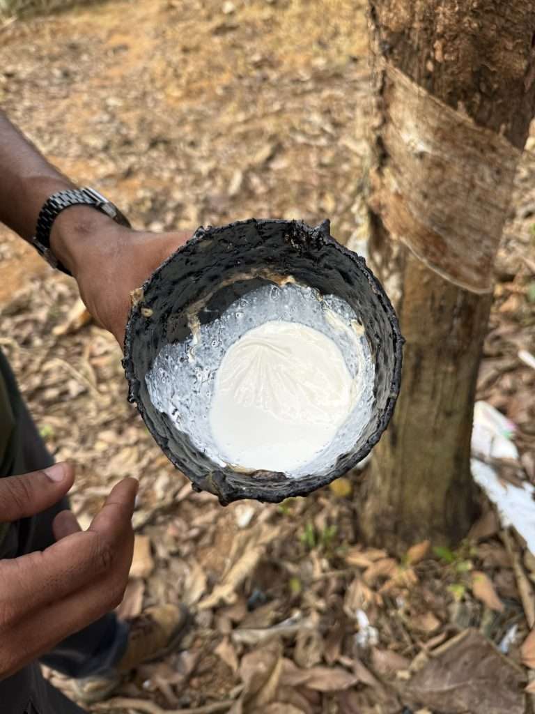 Rubber Sap Collection - Kerala