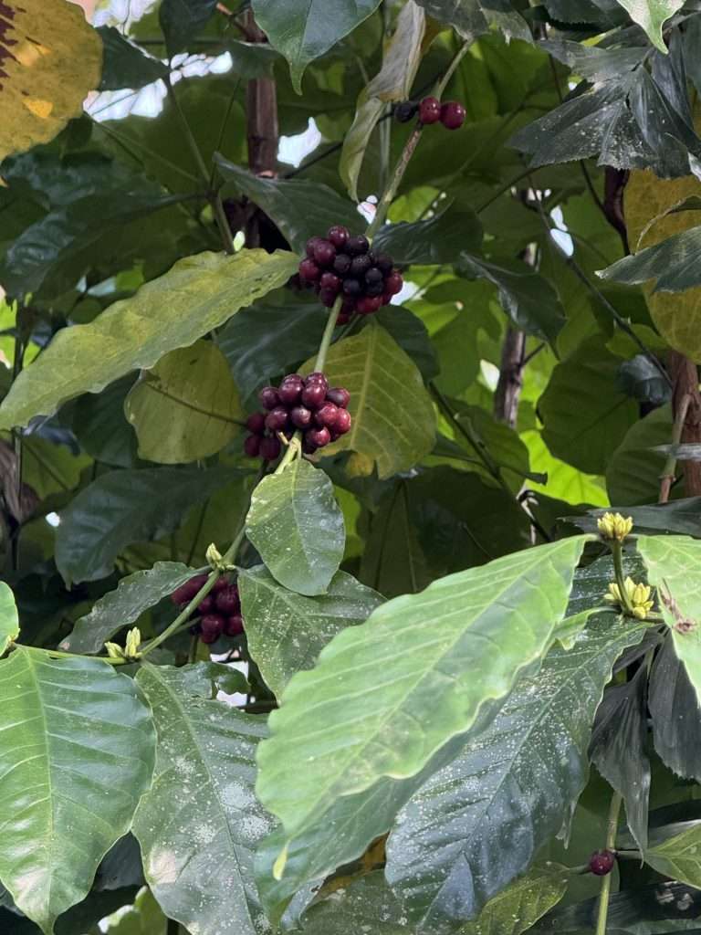 Arabica Coffe - Neriamangalam - Kerala