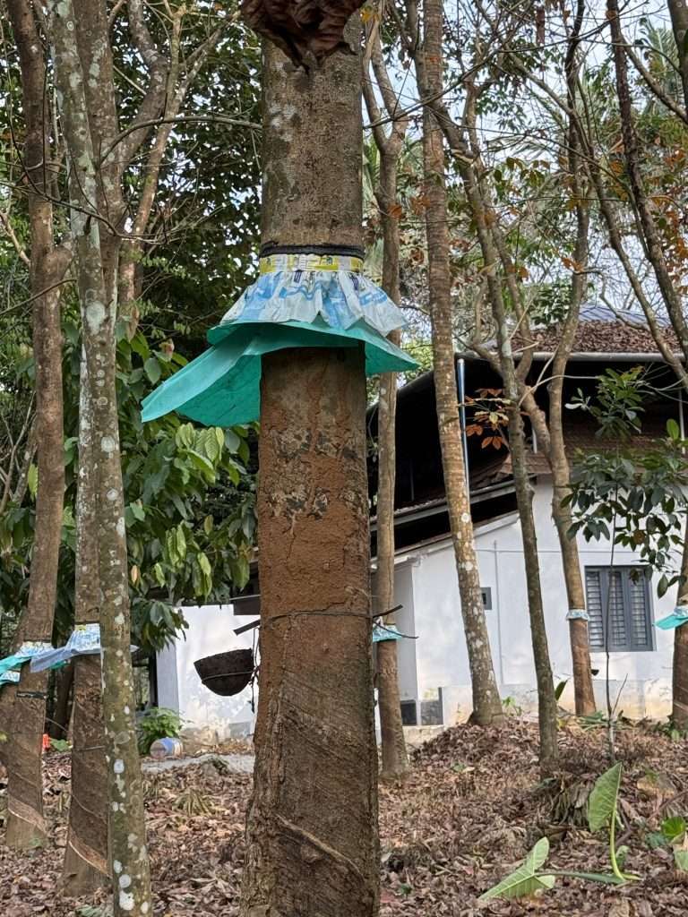 Rubber Trees - with sap bucket protector in place - Kerala