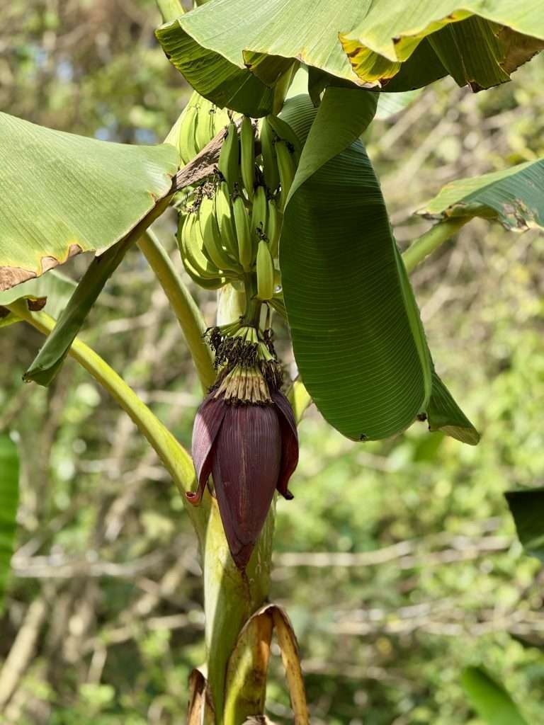 Keralan Bananas - Neriamangalam
