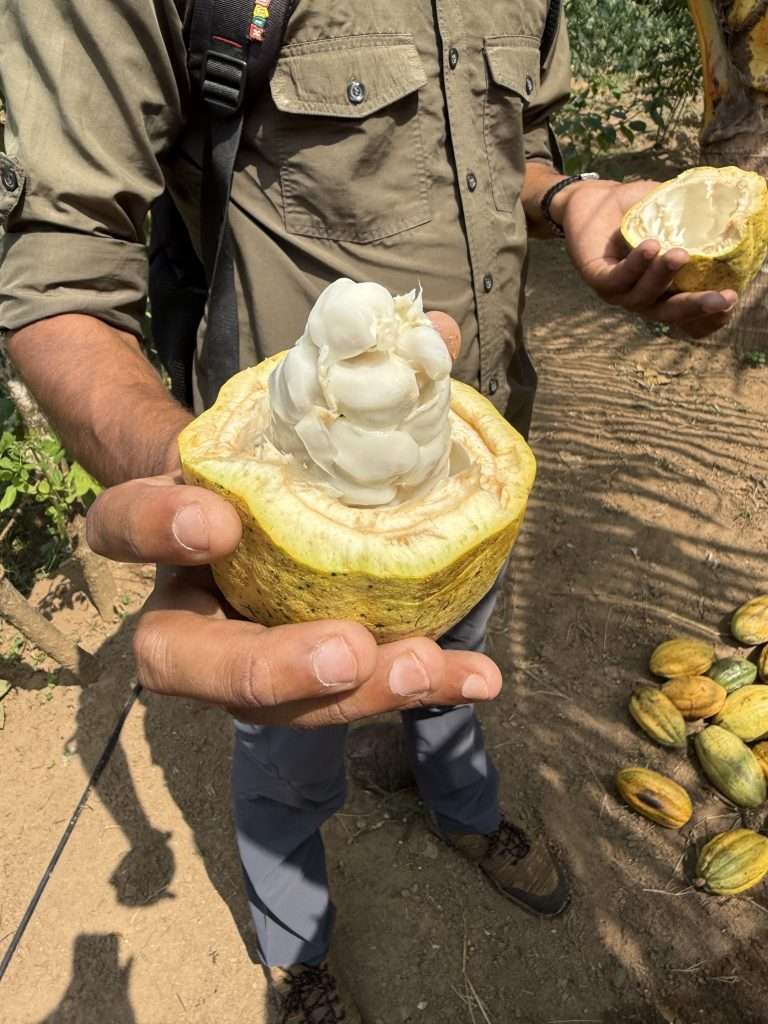Inside a Cocoa Pod - Kerala