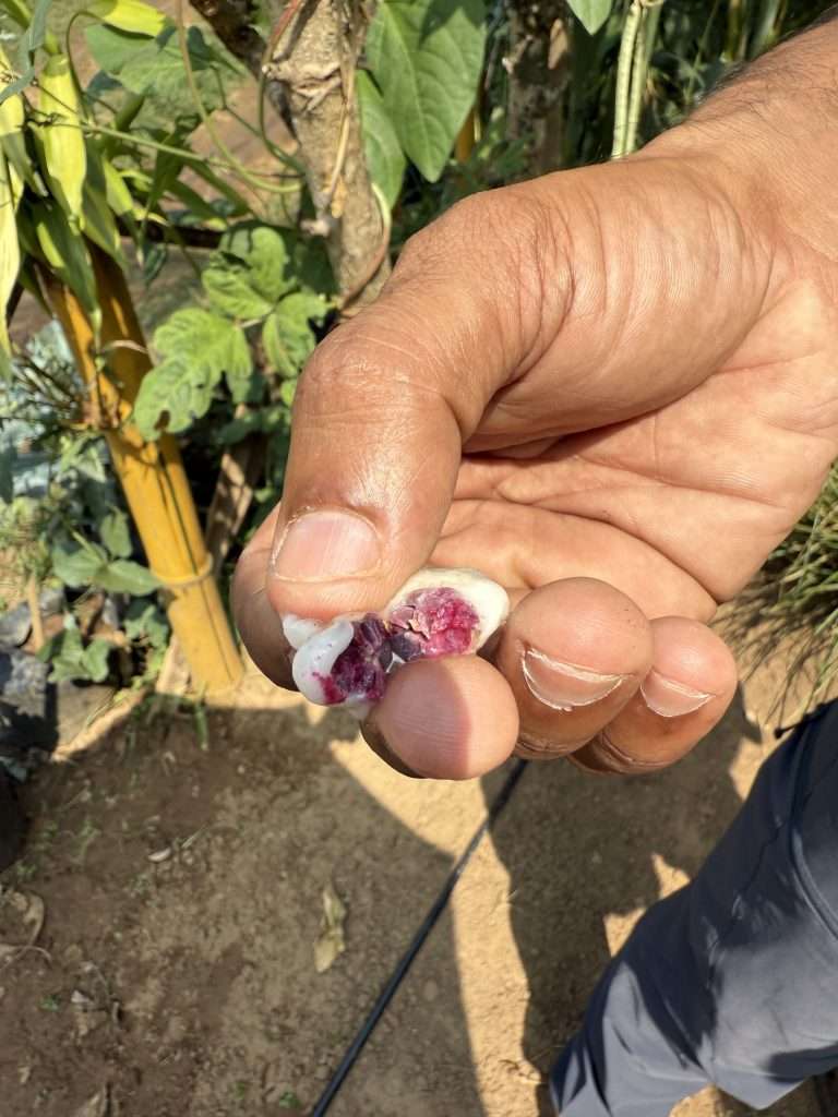 Chocolate in the Raw - Kerala