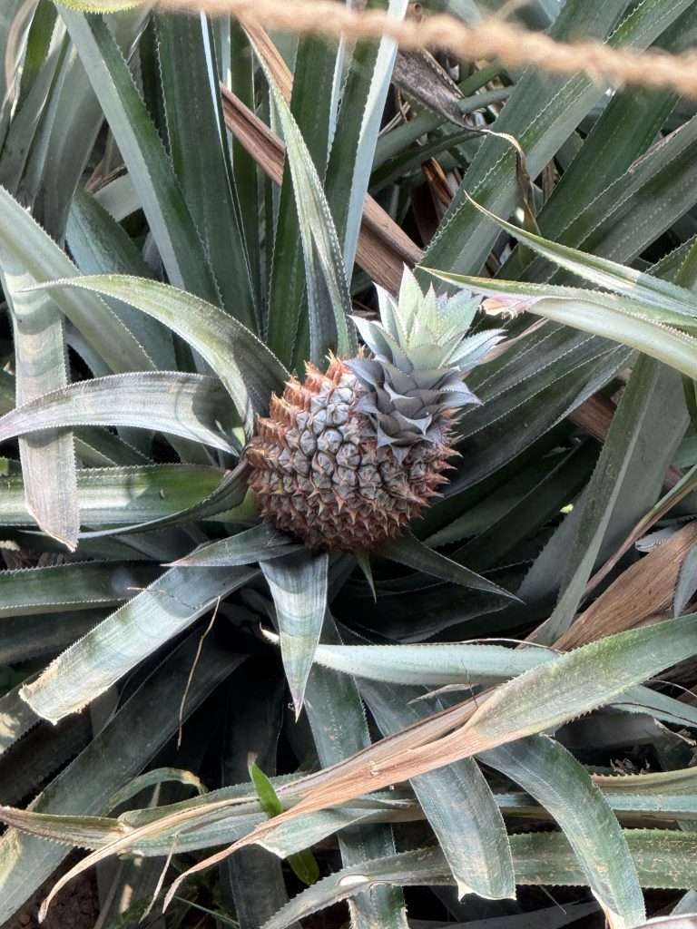 Pineapples - Neriamangalam - Kerala