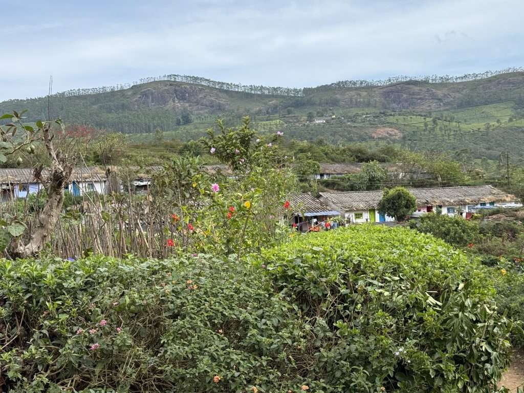 Market Gardens in Tea Workers Village - Munnar - Kerala