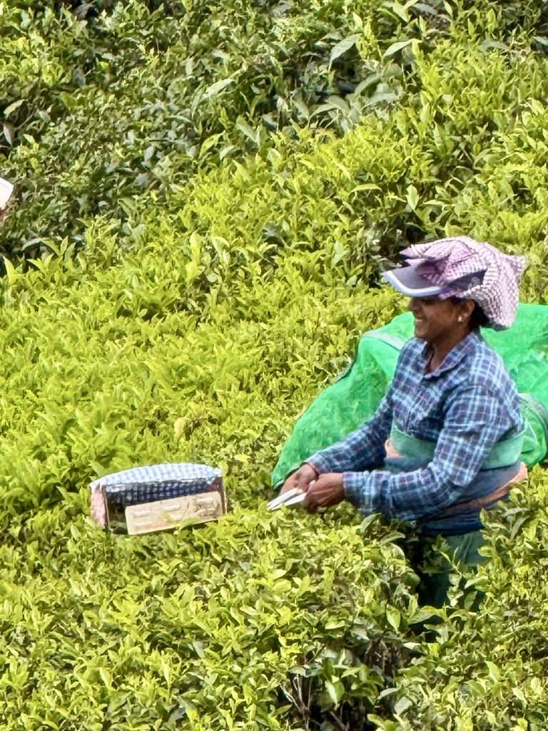 Tea Picker - Munnar - Kerala