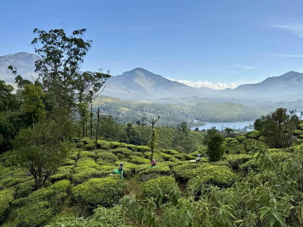 Tea Plantations - Munnar - Kerala