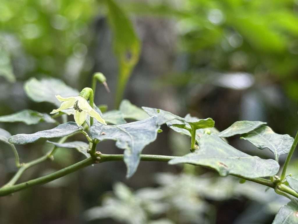 Vanilla Flower - Green Park Spice Plantation Thekkady Kerala