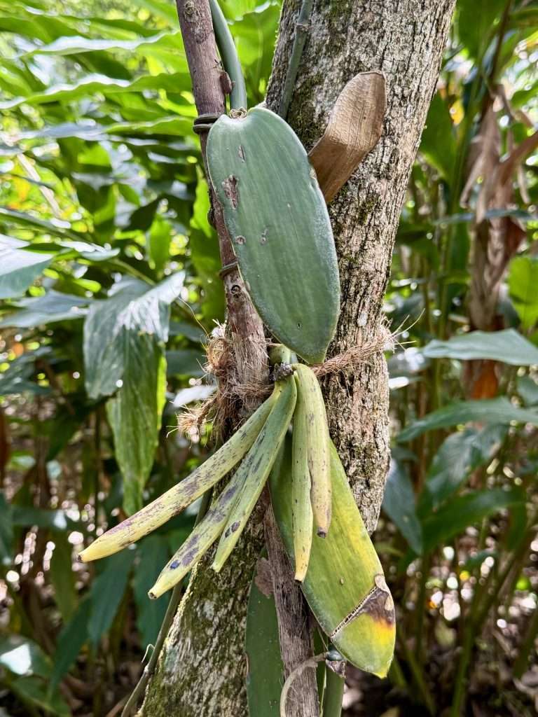 Vanilla Pod - Green Park Spice Plantation Thekkady Kerala