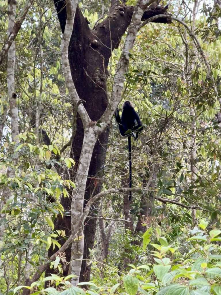 Nilgiri langur long tailed black monkeys - Peryiar National Park Thekkady Kerala