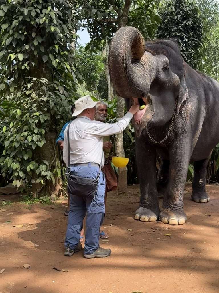 Asian Elephant - Kerala