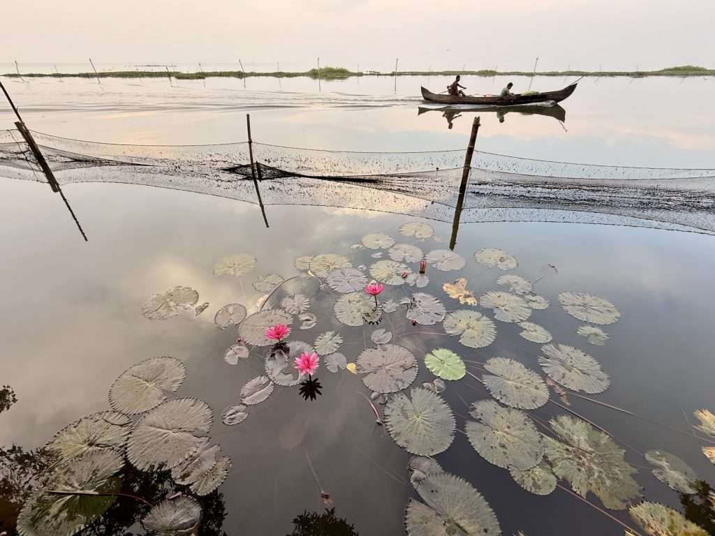 Water Lilies - Kerala Backwaters