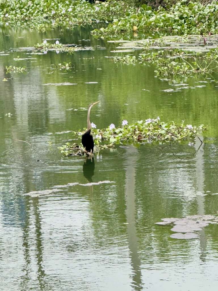 Snake Bird - Kerala Backwaters
