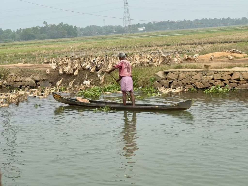 A Duck Farm - Kerala Backwaters