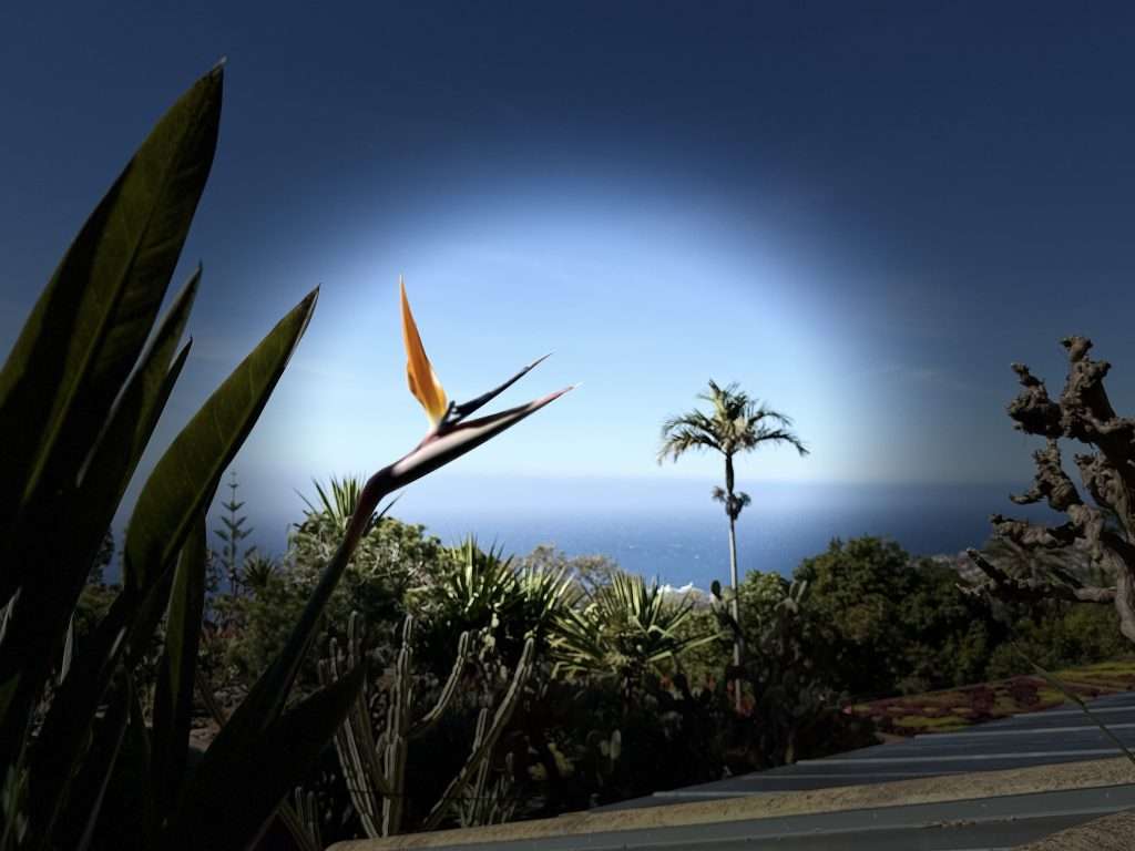 Bird of Paradise Flower - Madeira